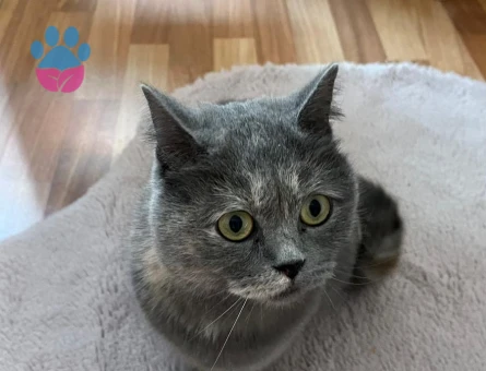 1 Yaşında dişi british