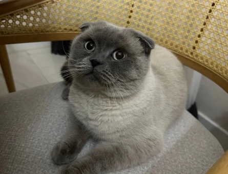 Scottish Fold 2 Yaşında Oğlum - 118973615