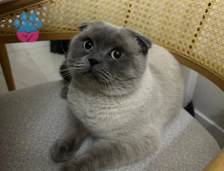 Scottish Fold 2 Yaşında Oğlum