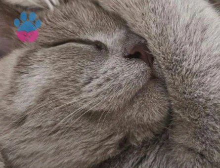 British Shorthair Misha Eş Arıyor