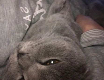 British Shorthair Misha Eş Arıyor - 118973617