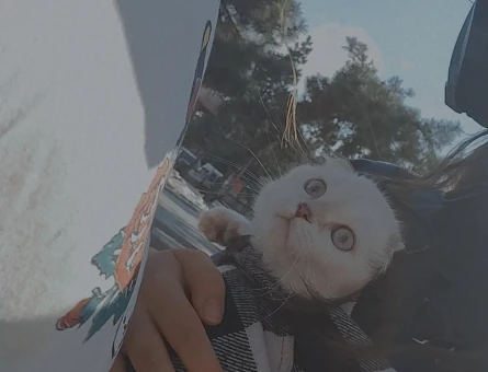 Scottish Fold 1 Yaşında Eş Arıyor - 118973620