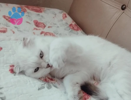Scottish Fold 1 Yaşında Eş Arıyor