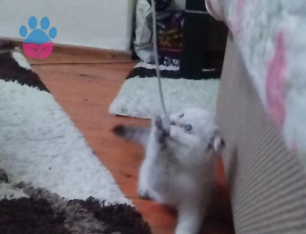 Scottish Fold 1 Yaşında Eş Arıyor