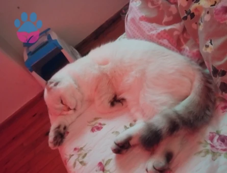 Scottish Fold 1 Yaşında Eş Arıyor