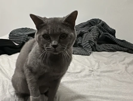 British Longhair 2 Yaşında Eş Arıyor - 118973623