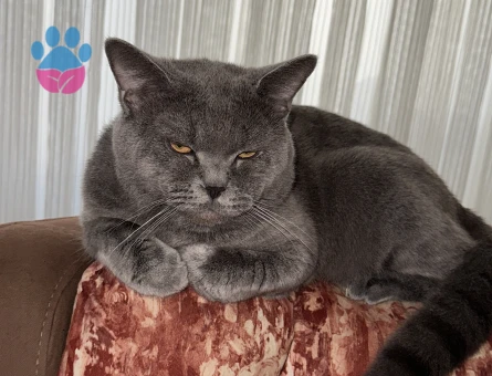 British Longhair 2 Yaşında Eş Arıyor