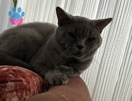 British Longhair 2 Yaşında Eş Arıyor