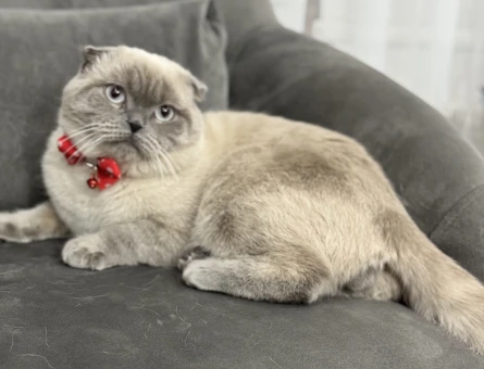 Scottish Fold 1,5 Yaşında Kedime Eş Arıyorum - 118973625