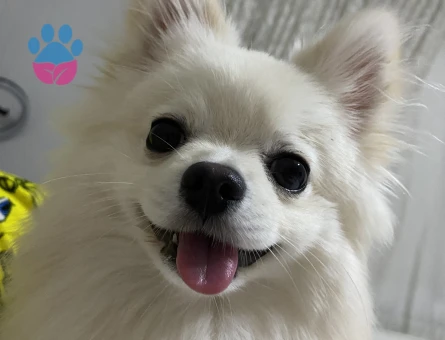 Poomeranian Boo 1 Yaşında EŞ Arıyor