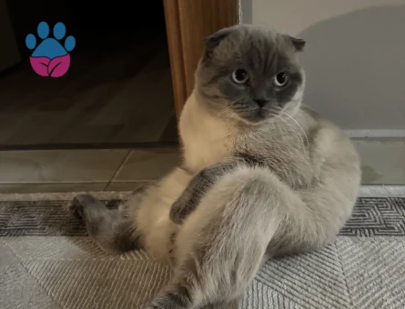 Scottish Fold 1,5 Yaşında Kedime Eş Arıyorum