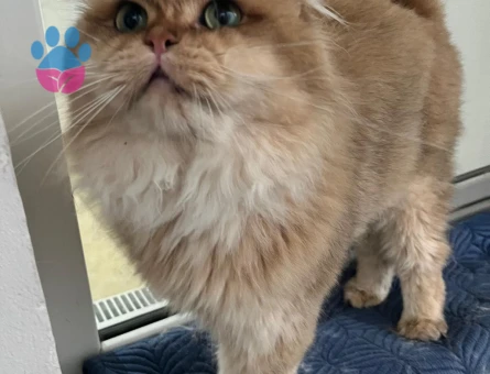 British Shorthair Tecrübeli Oğlum Drake Eş Arıyor