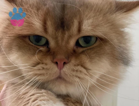 British Shorthair Tecrübeli Oğlum Drake Eş Arıyor