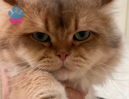 British Shorthair Tecrübeli Oğlum Drake Eş Arıyor