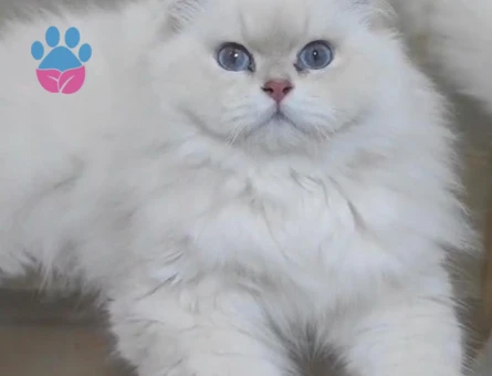 British Shorthair Güzel Tecrübeli Oğlum Bentley 1 Yaşında Eş Arıyor