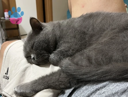 British Shorthair 1,5 Yaşında Gelin Adayı Arıyorum