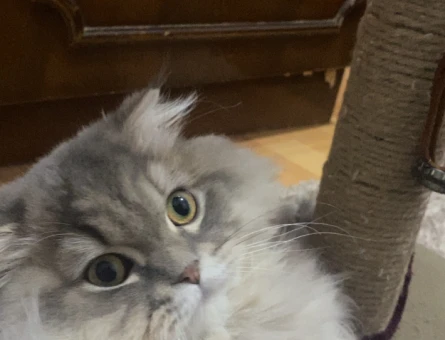 Scottish Longhair Kedim 1 Yaşında Kedim Eş Arıyor - 118973635