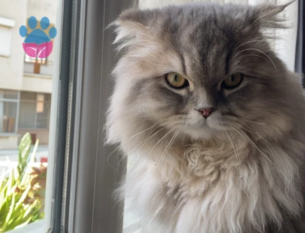 Scottish Longhair Kedim 1 Yaşında Kedim Eş Arıyor
