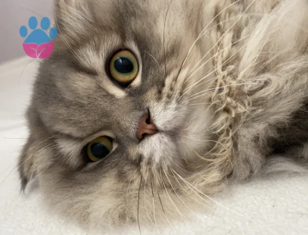 Scottish Longhair Kedim 1 Yaşında Kedim Eş Arıyor