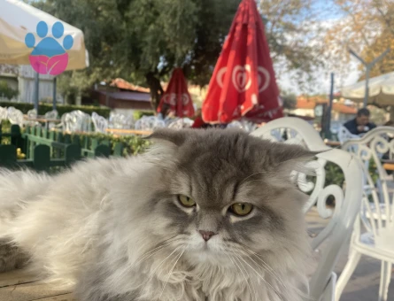 Scottish Longhair Kedim 1 Yaşında Kedim Eş Arıyor