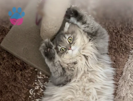 Scottish Longhair Kedim 1 Yaşında Kedim Eş Arıyor