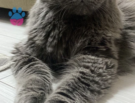 British Shorthair Kuzey Oğluma Eş Arıyorum