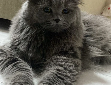 British Shorthair Kuzey Oğluma Eş Arıyorum - 118973636