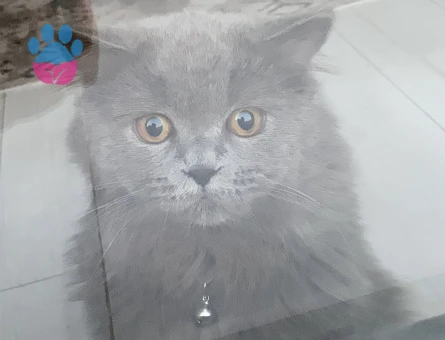British Shorthair Kuzey Oğluma Eş Arıyorum