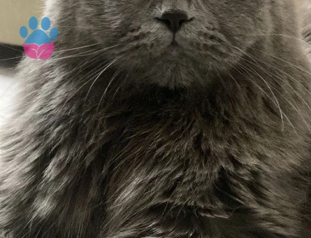 British Shorthair Kuzey Oğluma Eş Arıyorum