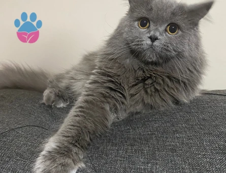 British Shorthair Kuzey Oğluma Eş Arıyorum