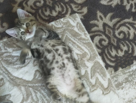 British Shorthair 1 Yaşında Dişi Kızgınlıkta - 118973639