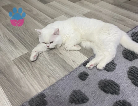 British Shorthair 1 Yaşında Kedim Eş Arıyor