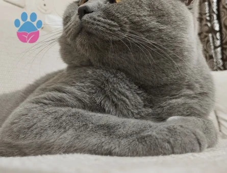 British Shorthair 1,5 Yaşında Oğlum  Eş Arıyor