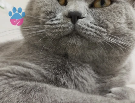 British Shorthair 1,5 Yaşında Oğlum  Eş Arıyor