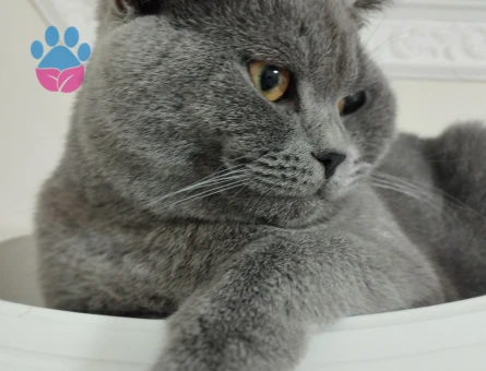 British Shorthair 1,5 Yaşında Oğlum  Eş Arıyor