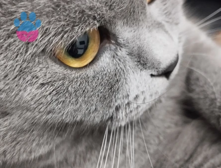 British Shorthair 1,5 Yaşında Oğlum  Eş Arıyor