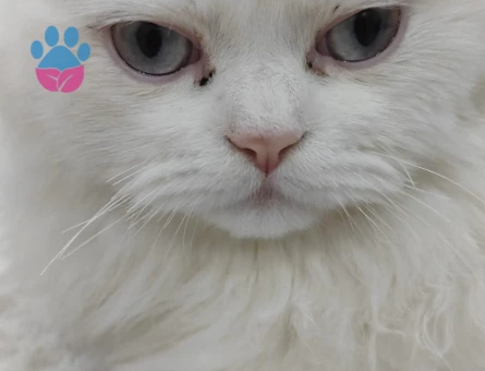 İran Kedisi 1 Yaşında Kedime Eş Arıyorum