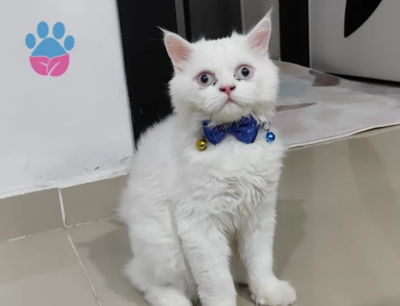 İran Kedisi 1 Yaşında Kedime Eş Arıyorum