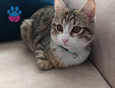 Tekir Kedime Eş Arıyorum 1 Yaşında