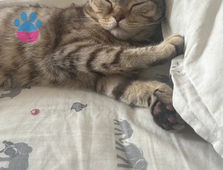 1 yaşında kızgınlıkta kedim dişi  erkek aranıyor