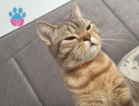 1 yaşında kızgınlıkta kedim dişi  erkek aranıyor