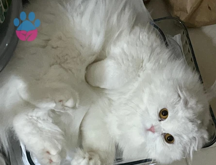 Scottish Fold dişi kedimize damat aranıyor 🐾