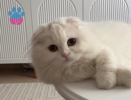 Scottish Fold dişi kedimize damat aranıyor 🐾