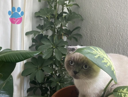 Dönemi geldiği için eş arıyorum