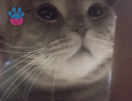 Kızgınlıktaki erkek kedimize dişi arıyoruz