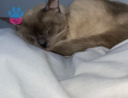 Bluepoint Siyam Erkek Kedime Eş Arıyorum