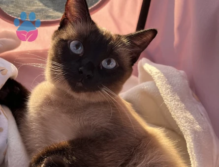 Siyam Kızıma damat adayı arıyorum.