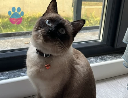 Siyam Kızıma damat adayı arıyorum.