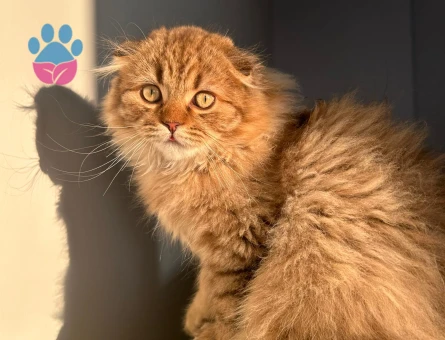 Yakışıklı Kardeşlere Dişi Eşler Arıyoruz!