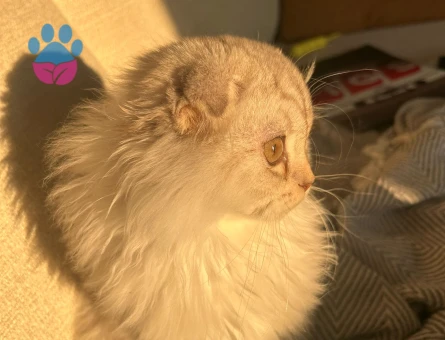 Yakışıklı Kardeşlere Dişi Eşler Arıyoruz!